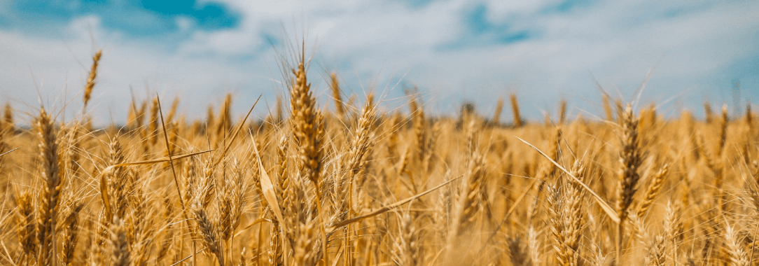 Grain App Background