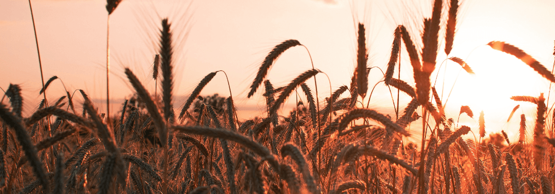 Grain Control Background